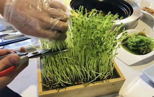 潮汕小豆苗爆料视频,揭秘潮汕美食背后的故事  第2张